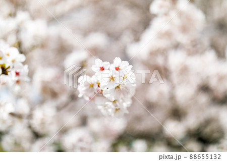 埼玉県富士見市 びん沼自然公園の桜並木 埼玉県富士見市 びん沼自然公園の桜並木 88655132