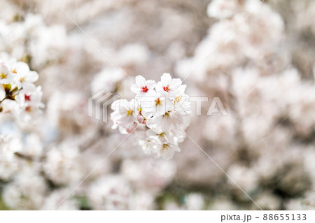 埼玉県富士見市　びん沼自然公園の桜並木 88655133