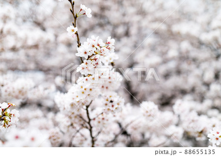 埼玉県富士見市　びん沼自然公園の桜並木 88655135