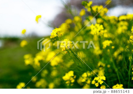 埼玉県富士見市 びん沼自然公園の菜の花 埼玉県富士見市 びん沼自然公園の菜の花 88655143