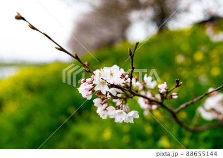 埼玉県富士見市　びん沼自然公園の桜並木 88655144