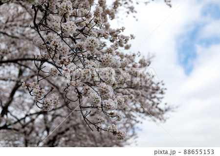 埼玉県富士見市 びん沼自然公園の桜並木 埼玉県富士見市 びん沼自然公園の桜並木 88655153