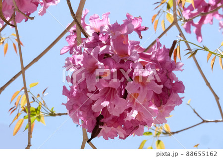 Flowering tree of Handroanthus impetiginosus (lat.Tabebuia impetiginosa) 88655162