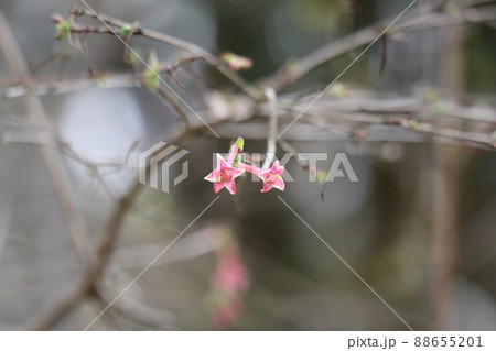 濃いピンクの花びらのヤマウグイスカズラの花が咲く風景 88655201