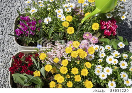 春のガーデニング寄せ植え水差し 88655220