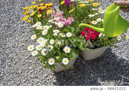 春のガーデニング寄せ植え水差し 88655222