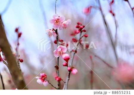 梅の花　萩野 88655231