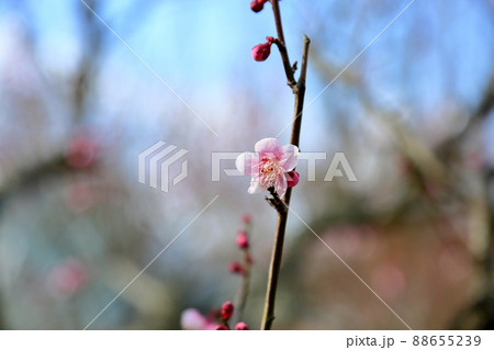 梅の花　萩野 88655239