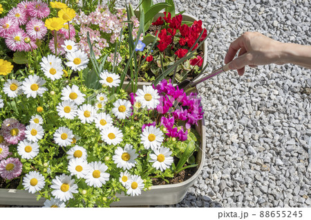 春のガーデニング寄せ植え植え替え 88655245