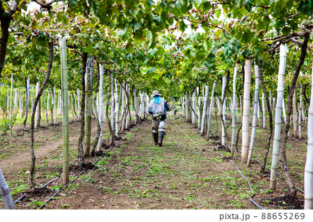 View of a grapes cultivation at the region of Valle del Cauca in Colombia View of a grapes cultivation at the region of Valle del Cauca in Colombia 88655269