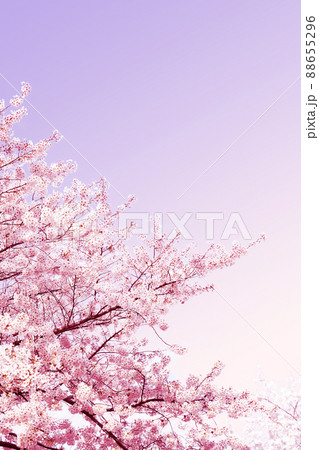 桜 花 春 88655296