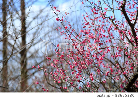 梅の花 八重寒紅 梅の花 八重寒紅 88655330