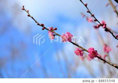 梅の花　雛曇り 88655548