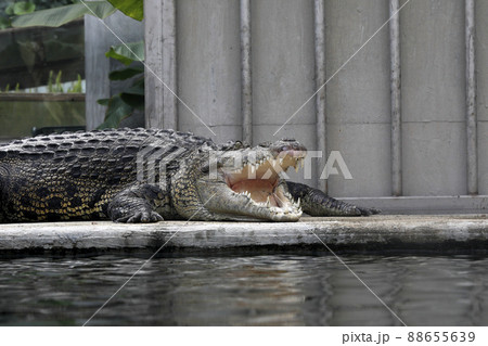 イリエワニ 88655639