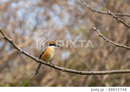 冬枯れの木の枝に止まるモズ 88655748