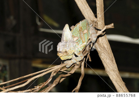 エボシカメレオン エボシカメレオン 88655768
