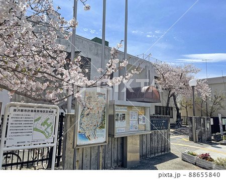 神奈川県藤沢市 鵠沼公民館の桜 神奈川県藤沢市 鵠沼公民館の桜 88655840