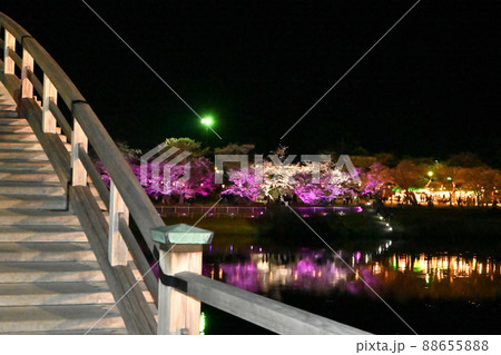 岩国市錦帯橋と桜の夜景 88655888