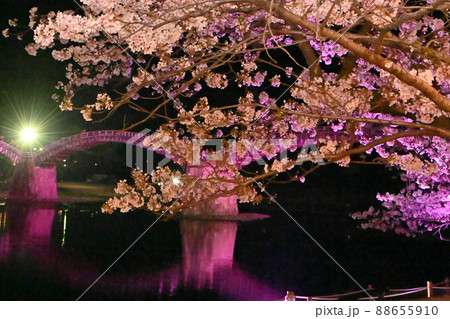 岩国市錦帯橋と桜の夜景 88655910