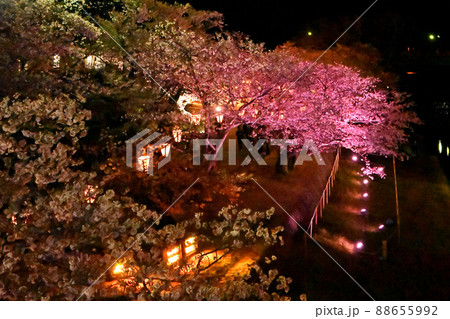 岩国市錦帯橋と桜の夜景 88655992
