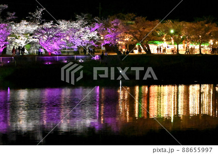 岩国市錦帯橋と桜の夜景 岩国市錦帯橋と桜の夜景 88655997