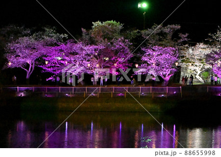 岩国市錦帯橋と桜の夜景 88655998