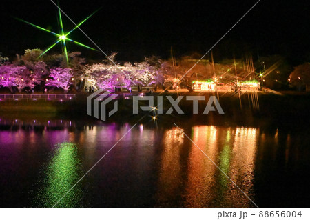 岩国市錦帯橋と桜の夜景 岩国市錦帯橋と桜の夜景 88656004