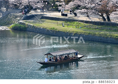 岩国市錦帯橋と桜 88656023