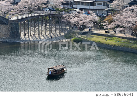岩国市錦帯橋と桜 岩国市錦帯橋と桜 88656041