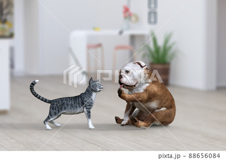 可愛くおすわりしたブルドッグが近づいてきた猫と挨拶をする 可愛くおすわりしたブルドッグが近づいてきた猫と挨拶をする 88656084