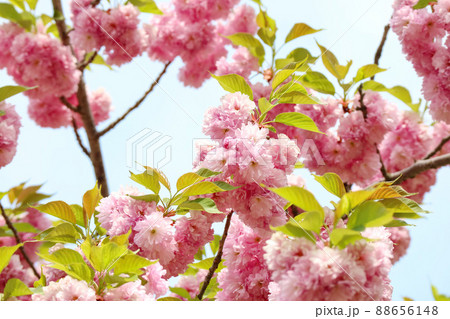 桜 花 春 88656148