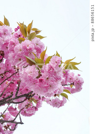 桜 花 植物 88656151