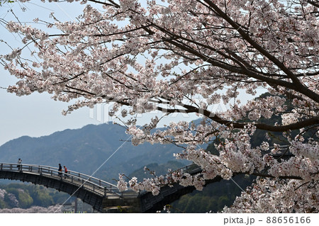岩国市錦帯橋と桜 88656166