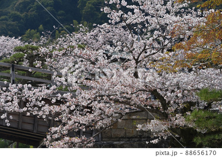 岩国市錦帯橋と桜 岩国市錦帯橋と桜 88656170