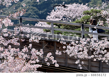 岩国市錦帯橋と桜 88656172