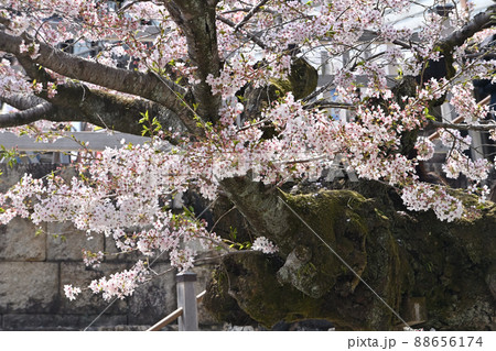 岩国市錦帯橋と桜 岩国市錦帯橋と桜 88656174
