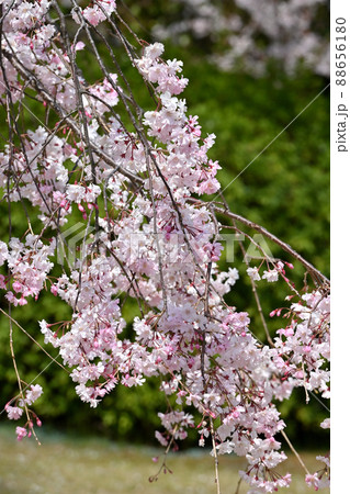 岩国市錦帯橋と枝垂れ桜 岩国市錦帯橋と枝垂れ桜 88656180