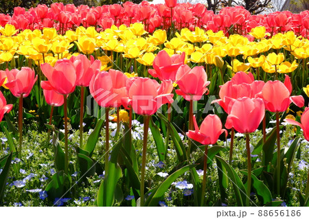 ピンク黄色赤色綺麗に並んだチューリップ（1） 88656186