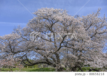 多摩川堤通り沿いの満開の桜並木　東京都大田区 88656218