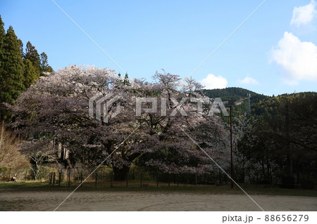 久保山のヤマザクラ 天然記念物 久保山のヤマザクラ 天然記念物 88656279