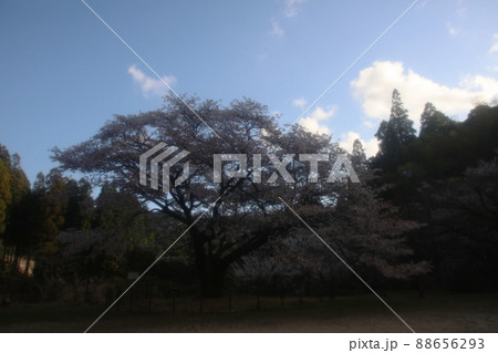 久保山のヤマザクラ　天然記念物 88656293