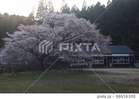 久保山のヤマザクラ 天然記念物 久保山のヤマザクラ 天然記念物 88656300