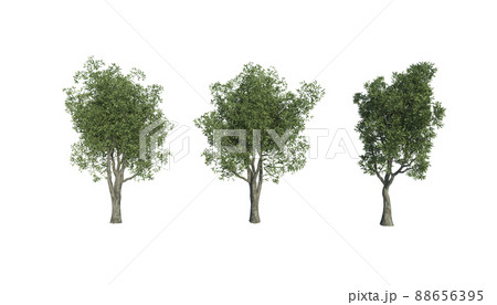 透過済のオリーブの木 88656395