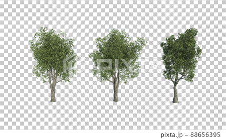 透過済のオリーブの木 88656395