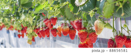 イチゴ農園と実ったイチゴ 88656581