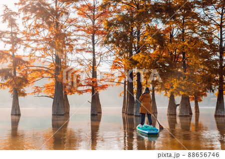 Traveller on paddle board at river with swamp trees. Woman float on SUP board Traveller on paddle board at river with swamp trees. Woman float on SUP board 88656746