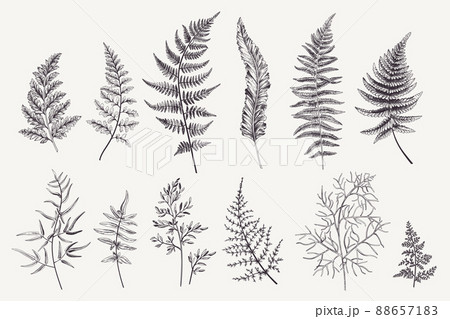 Set with fern leaves 88657183