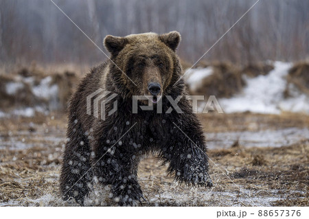 brown bear. close-up. brown grizzly bear  88657376