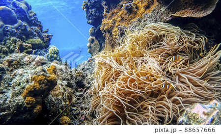 クマノミとアネモネ　渡嘉敷島の水中写真 88657666
