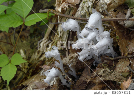 ギンリョウソウ(北海道・知床) ギンリョウソウ(北海道・知床) 88657811
